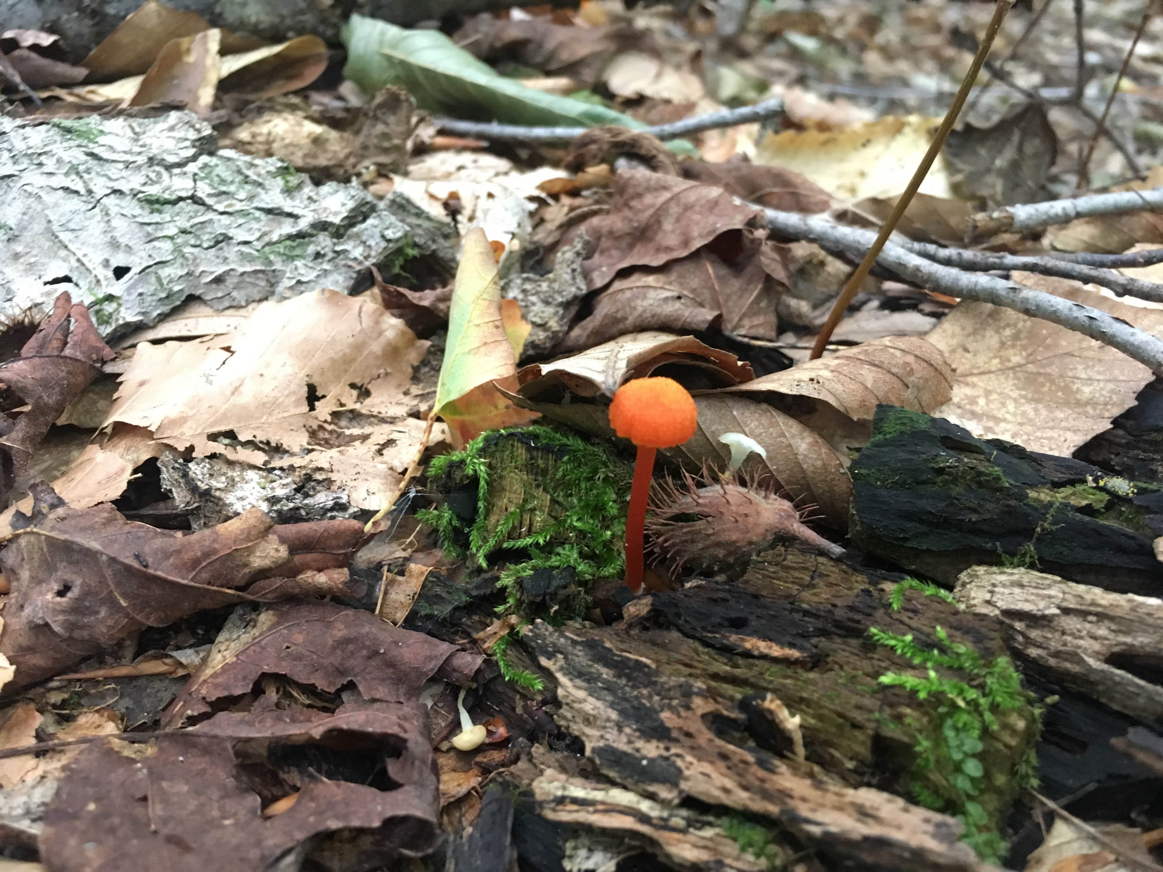 A piece of lichen on a rock that is shaped like a running man.'